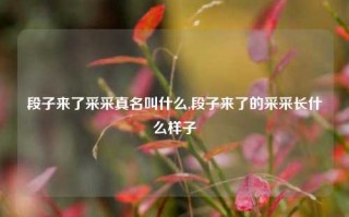 段子来了采采真名叫什么,段子来了的采采长什么样子